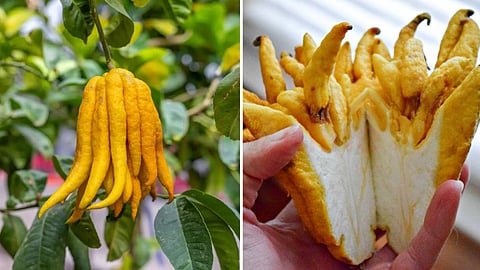 Buddha's hand fruit