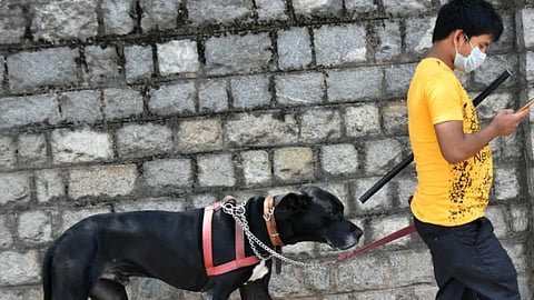 Dog