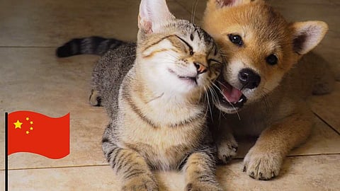 Cat and Dog