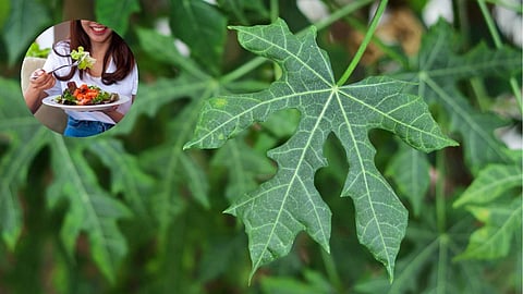 Chaya leaves