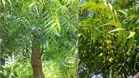 The miracles of the neem tree