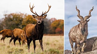 Beautiful horns