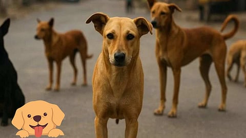 Stray Dogs