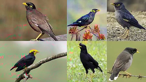 Amazing Mynas