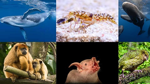 Animals with majestic voices