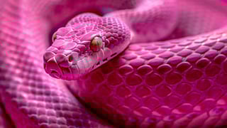 Pink snakes