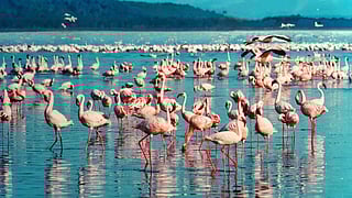 birds sanctuary