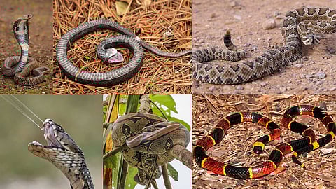 Snakes' defensive tactics