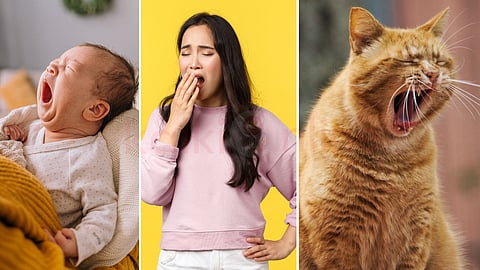 a baby, a woman and a cat are yawning