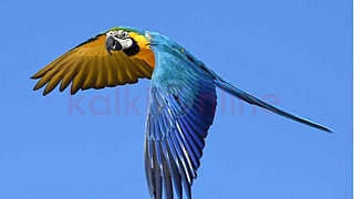 The secret world of parrots