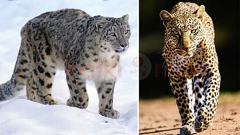 Common leopards