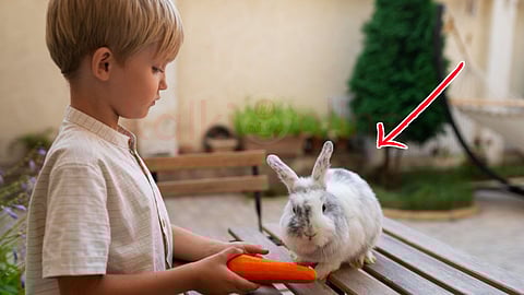 a boy give carrot to the rabbit
