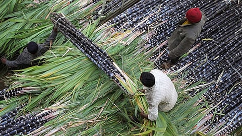 Sugarcane agriculture