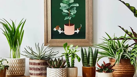 Plants