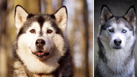 Siberian Huskies