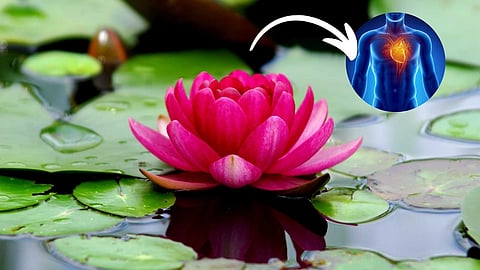 Lotus for healthy body