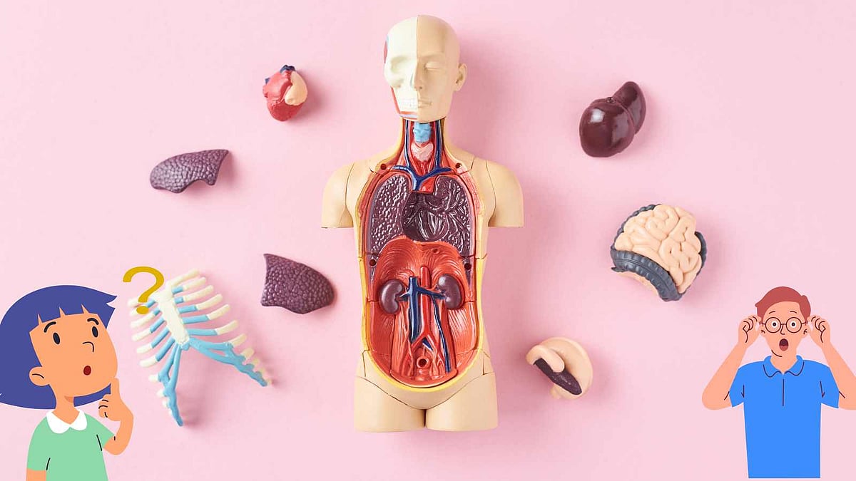 இந்த 10 உறுப்புகள் இல்லை என்றாலும் உயிர் வாழ முடியும் - நம்ப முடியாத உண்மை! 