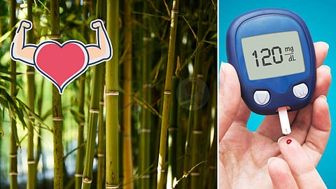 bamboo and diabetes 