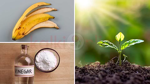 Vinegar and banana peel...
