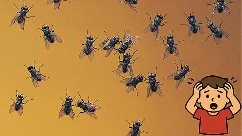 Houseflies