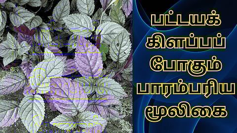 Strobilanthes alternata herbal