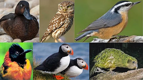 Strange birds