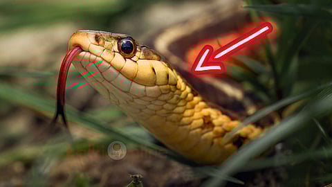 Snake Inside House