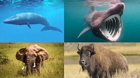 Animals with the biggest head