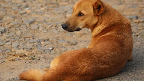 stray dog
