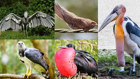Strange birds