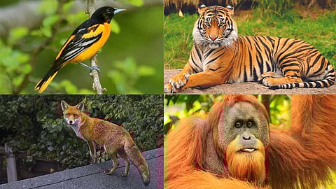 Orange creatures