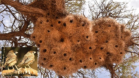 sociable weaver nest