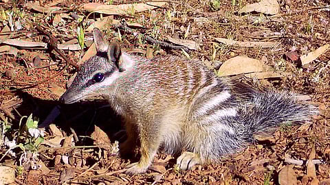 Nambat protects soil fertility and the environment