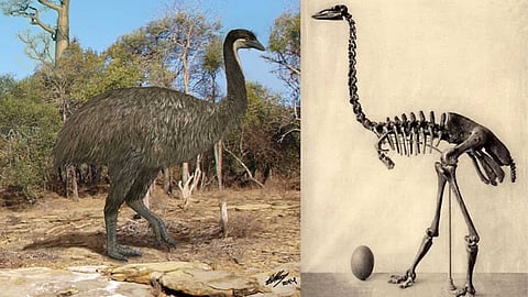 Elephant bird