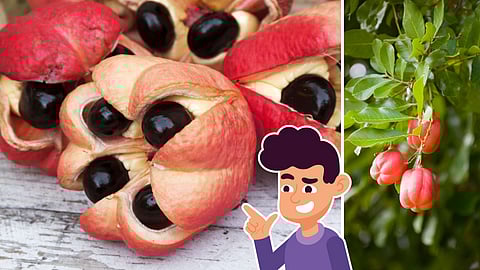 Ackee fruit