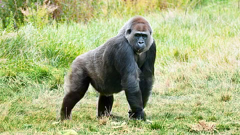 Amazing facts about gorillas