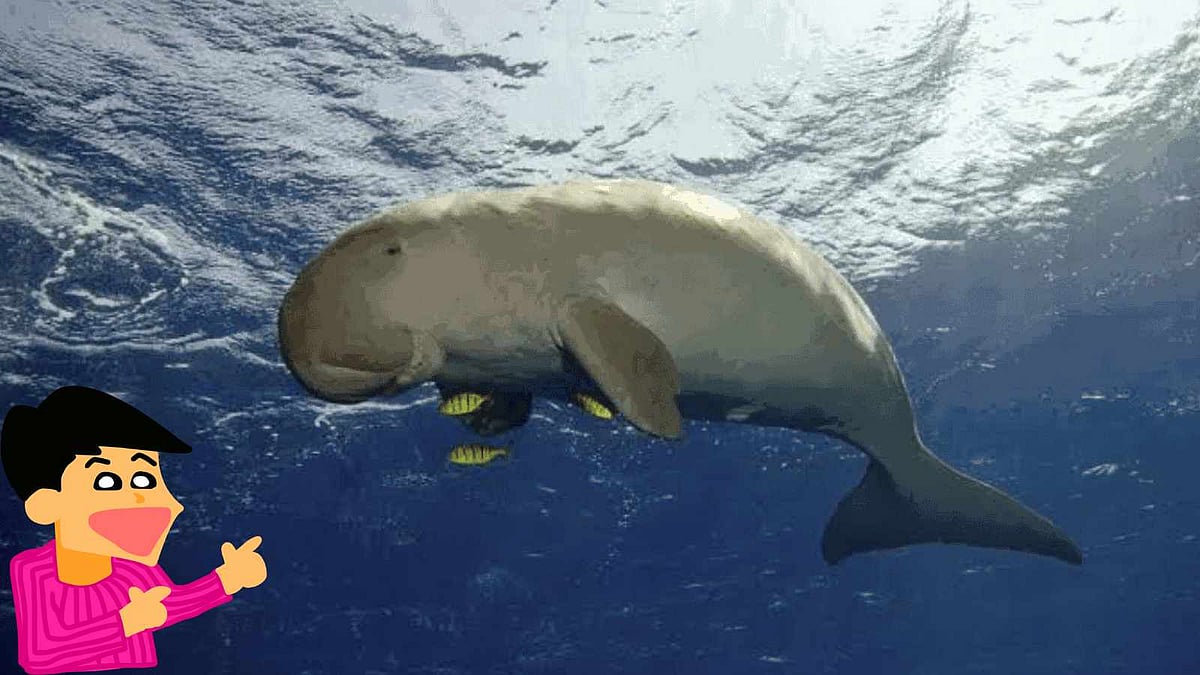 தமிழகத்தில் உள்ள கடல் பசு காப்பகத்திற்கு சர்வதேச அங்கீகாரம்! 