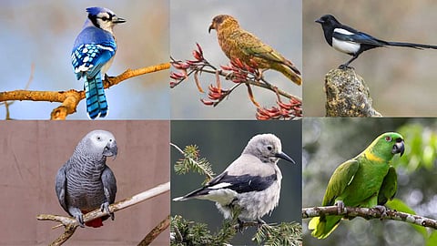 Birds with miraculous properties