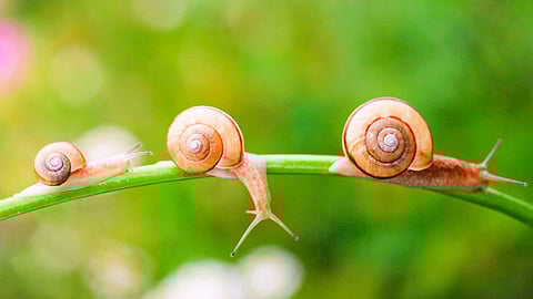 Some ideas to prevent snails from entering the house!