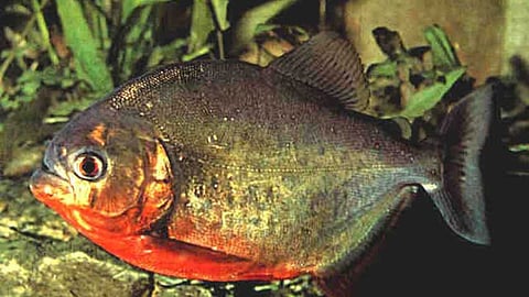 Dangerous Prana fish