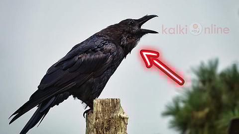 Crow