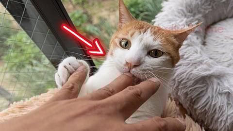 Cat Bite