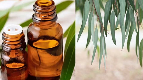 Eucalyptus Oil Uses