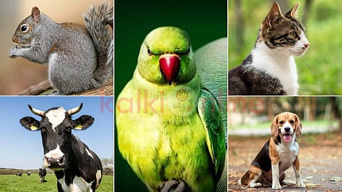Lucky animals