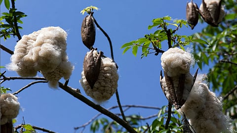 cotton tree