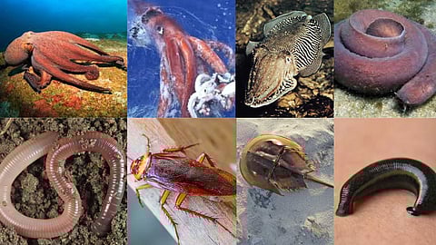 Animals with more than one heart