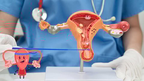 uterus