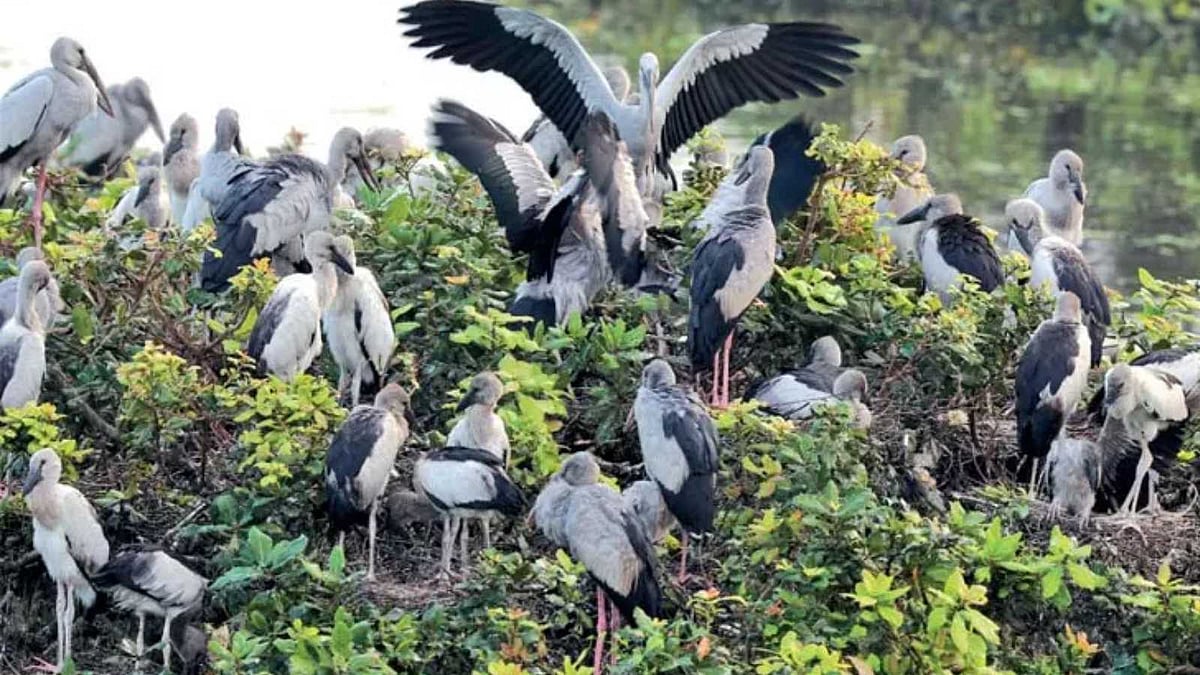 தீபாவளி பண்டிகையில் பறவைகளுக்காக பட்டாசு வெடிக்க மறுக்கும் தமிழக கிராமங்கள்!
