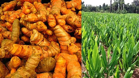 Benefits of turmeric