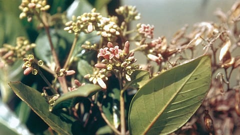 quinine history
